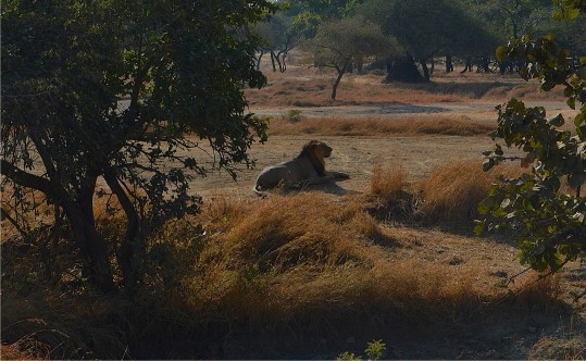 Resting lion