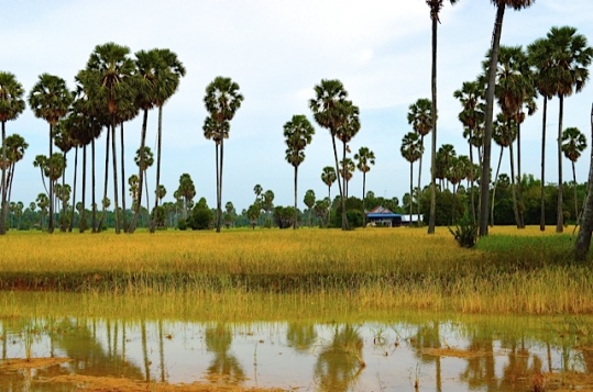 Cambodian Rice Field