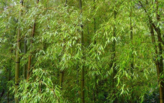 green bamboo