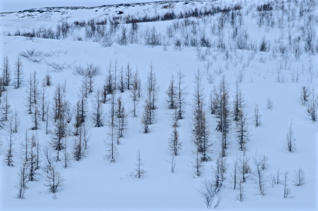 Iceland. Trees