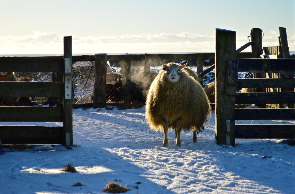 Iceland. Wooly Sheep