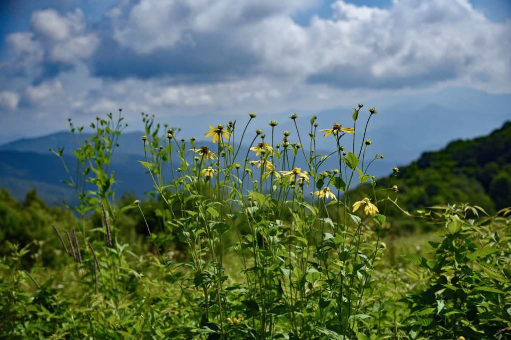 This image has an empty alt attribute; its file name is FLOWERS-WITH-MOUNTAINS-1-2-1024x683.jpeg